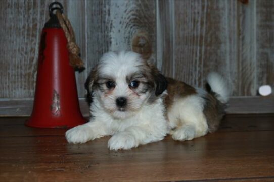 Havanese-Shih Tzu-DOG-Female-Brown / White-7016-Petland Pensacola, Florida