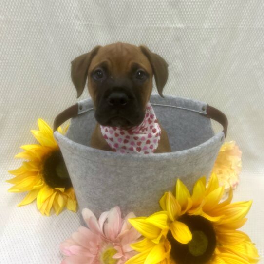 Bullmastiff DOG Male Red 7018 Petland Pensacola, Florida