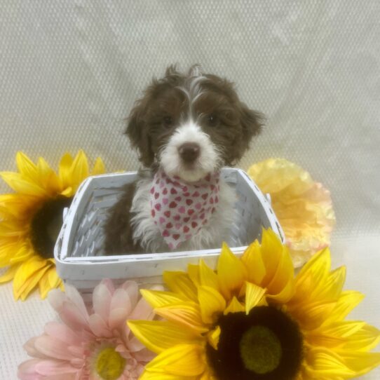 Cockapoo-DOG-Female-Chocolate Merle-7014-Petland Pensacola, Florida