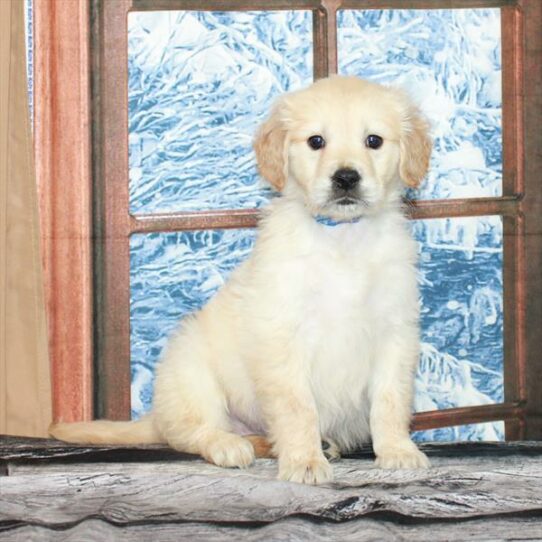 Golden Retriever DOG Female Light Golden 7028 Petland Pensacola, Florida