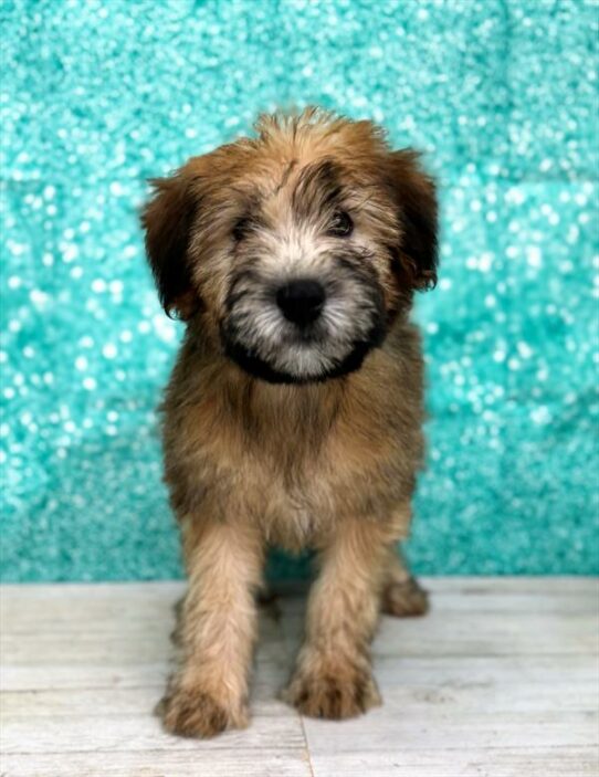 Soft Coated Wheaten Terrier DOG Female Wheaten 7035 Petland Pensacola, Florida