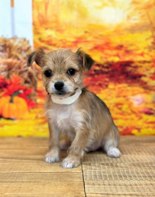 Yochon-DOG-Female-Gold-6781-Petland Pensacola, Florida