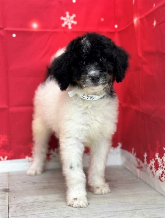 Bernedoodle DOG Female Black Tan / White 6805 Petland Pensacola, Florida