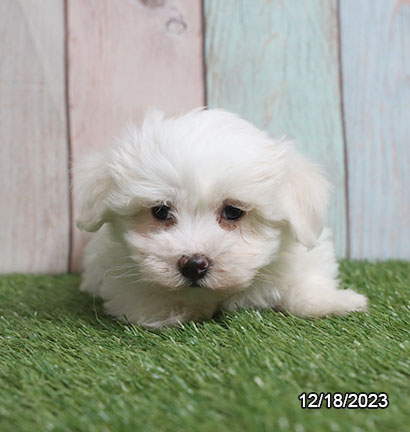 Coton De Tulear-DOG-Male-White-6874-Petland Pensacola, Florida