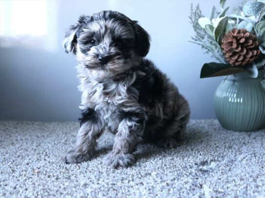 Schnoodle DOG Female Blue Merle 6927 Petland Pensacola, Florida