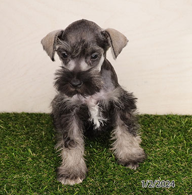 Mini Schnauzer-DOG-Female-Salt / Pepper-6954-Petland Pensacola, Florida