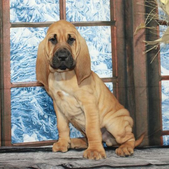 Bloodhound-DOG-Male-Red-6957-Petland Pensacola, Florida