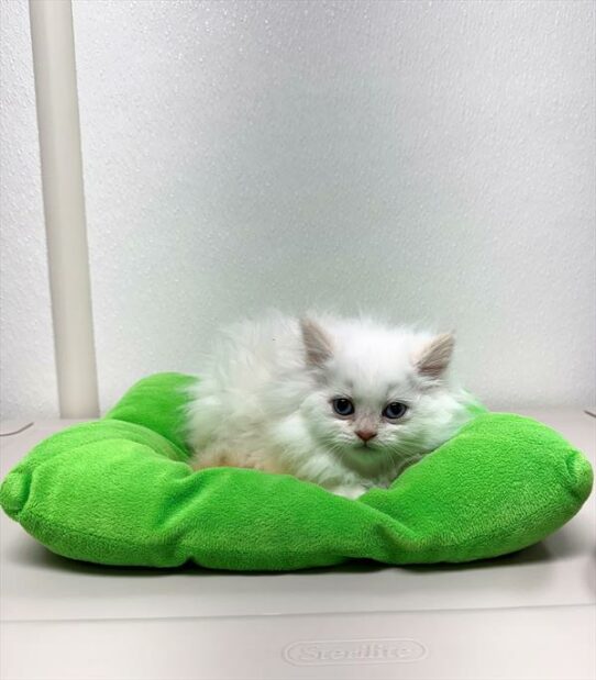 Persian-KITTEN-Male-Cream Point-6984-Petland Pensacola, Florida