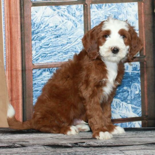 Miniature Bernedoodle 2nd Gen-DOG-Male-Red-6994-Petland Pensacola, Florida