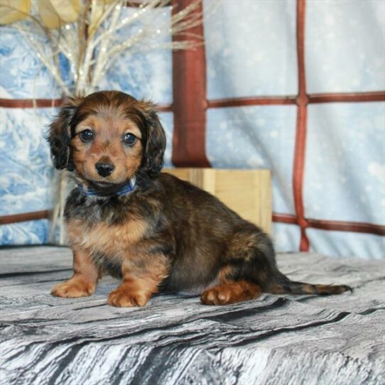 Dachshund DOG Male Chocolate / Tan 6995 Petland Pensacola, Florida