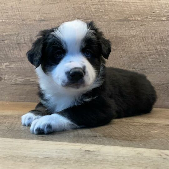 Australian Shepherd-DOG-Male-Tri-Colored-7012-Petland Pensacola, Florida