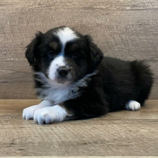 Australian Shepherd-DOG-Female-Tri-Colored-7013-Petland Pensacola, Florida