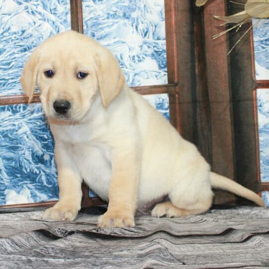 Labrador Retriever-DOG-Male-Yellow-7022-Petland Pensacola, Florida