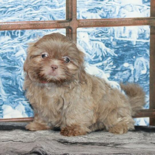 Shih Tzu-DOG-Female-Lilac-7025-Petland Pensacola, Florida