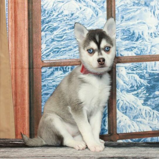 Alaskan Klee Kai-DOG-Female-Black / White-7026-Petland Pensacola, Florida