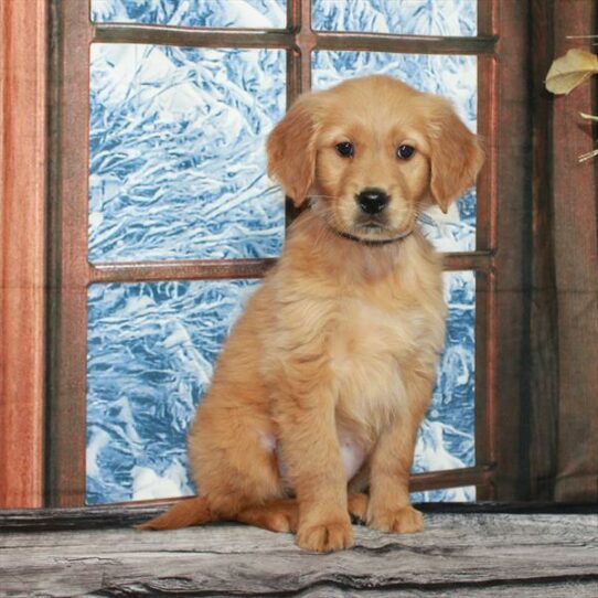 Golden Retriever DOG Female Dark Golden 7027 Petland Pensacola, Florida