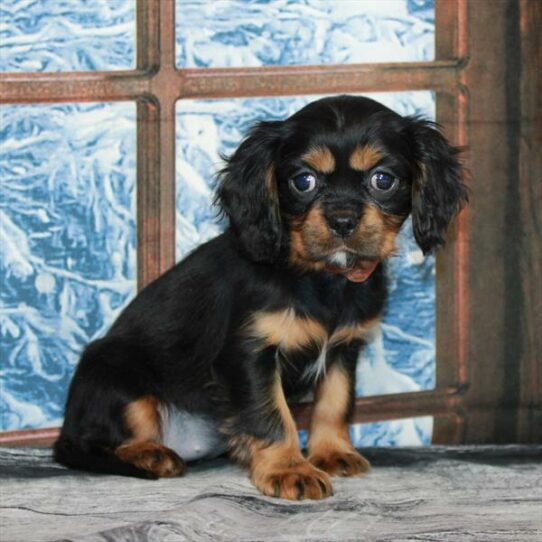 Cavalier King Charles Spaniel DOG Female Black / Tan 7029 Petland Pensacola, Florida