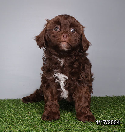 Shipoo-DOG-Female-Chocolate-7031-Petland Pensacola, Florida