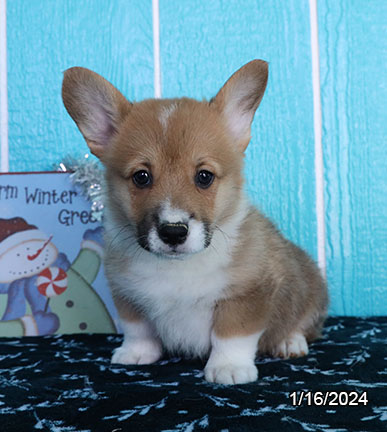 Pembroke Welsh Corgi DOG Male Sable / White 7032 Petland Pensacola, Florida