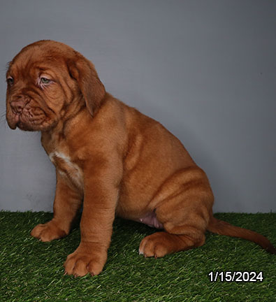 Dogue de Bordeaux DOG Female Red 7033 Petland Pensacola, Florida