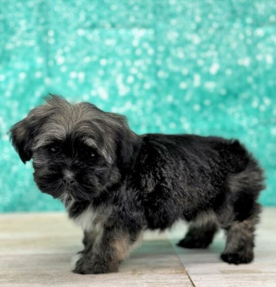 Havanese DOG Male Sable 7034 Petland Pensacola, Florida