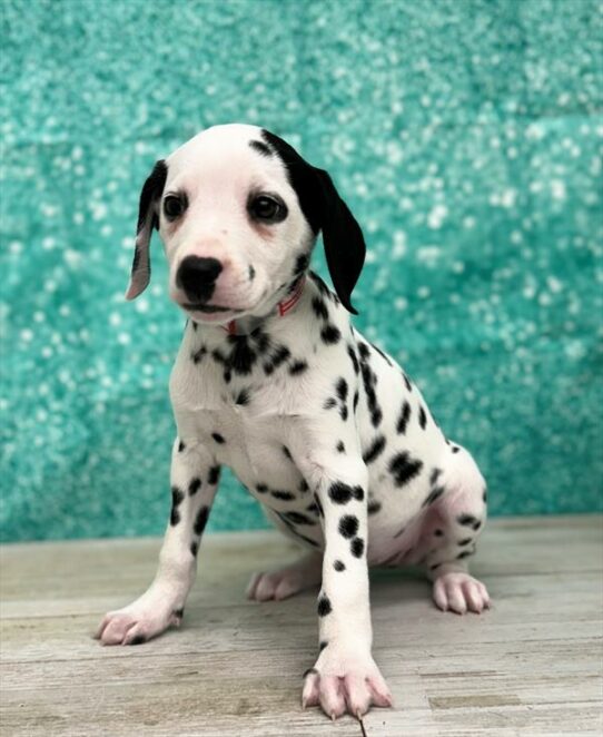 Dalmatian DOG Female White / Black 7036 Petland Pensacola, Florida