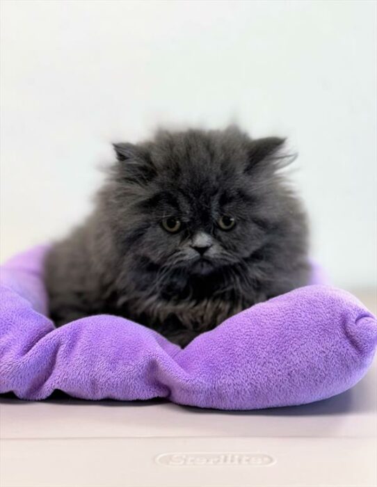 Persian-KITTEN-Female-Blue-7038-Petland Pensacola, Florida