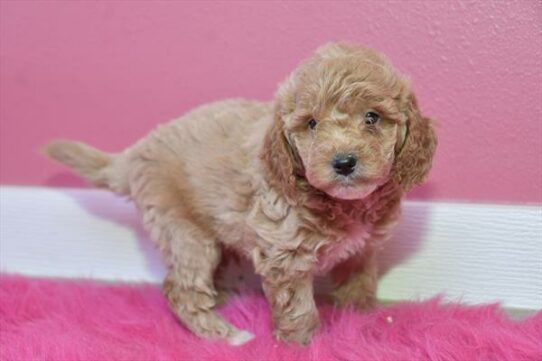 Goldendoodle Mini 2nd Gen DOG Male Apricot 7041 Petland Pensacola, Florida