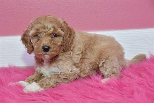 Goldendoodle Mini 2nd Gen-DOG-Female-Apricot-7042-Petland Pensacola, Florida