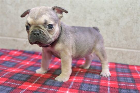 French Bulldog-DOG-Female-Blue Fawn-7043-Petland Pensacola, Florida