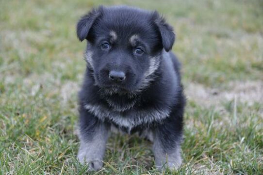 German Shepherd-DOG-Male-Black / Tan-7044-Petland Pensacola, Florida