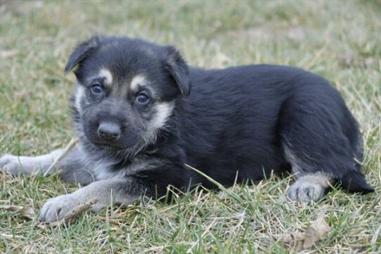 German Shepherd DOG Female Black / Tan 7045 Petland Pensacola, Florida