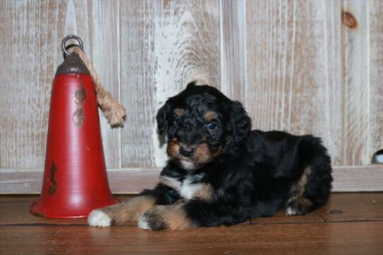 Aussiedoodle DOG Male Tri-Colored 7046 Petland Pensacola, Florida