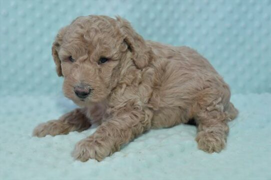 Poodle DOG Male Red 7050 Petland Pensacola, Florida