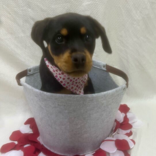 Rottweiler-DOG-Female-Black / Tan-6839-Petland Pensacola, Florida