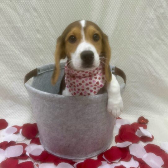 Beagle-DOG-Male-Black Tan / White-6897-Petland Pensacola, Florida