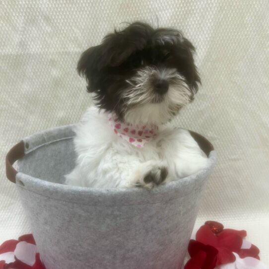 Teddy Bear DOG Female Black / White 6900 Petland Pensacola, Florida