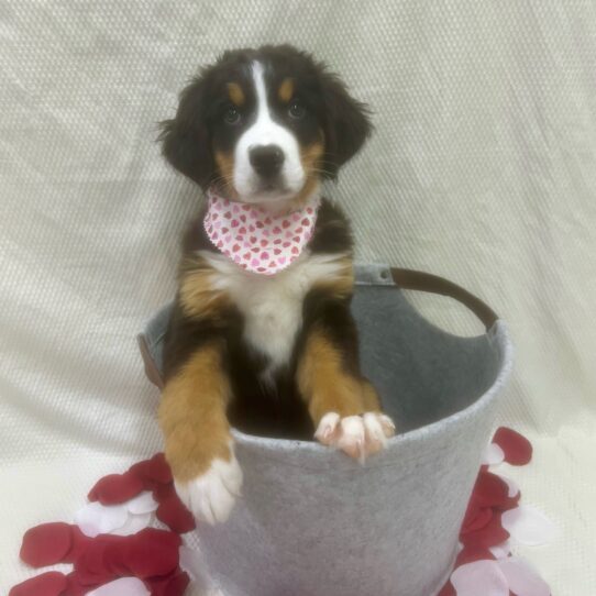 Bernese Mountain Dog DOG Female Tri-Colored 6942 Petland Pensacola, Florida