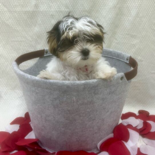 Morkie-DOG-Female-Black White / Tan-6928-Petland Pensacola, Florida