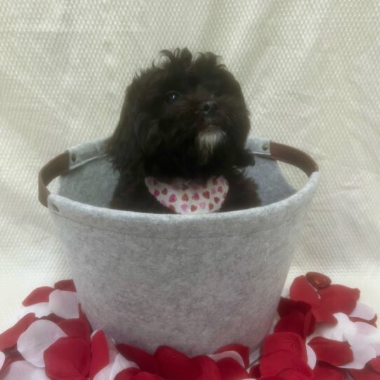 Cavapoo DOG Male Black / Red 6930 Petland Pensacola, Florida