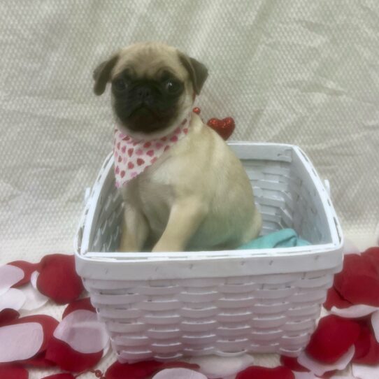 Pug DOG Male Fawn 7030 Petland Pensacola, Florida