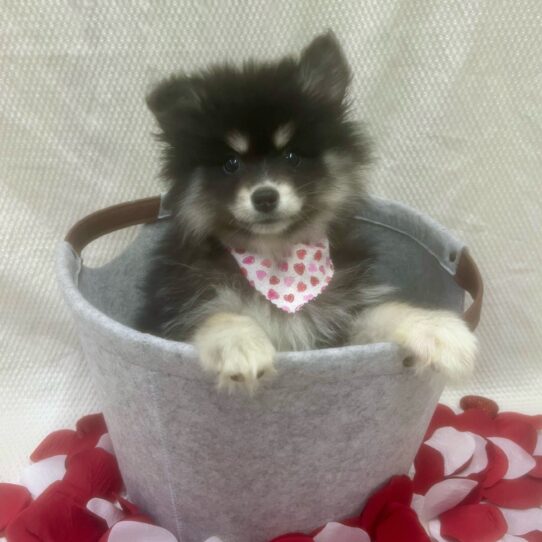 Pomsky DOG Female Black / White 7048 Petland Pensacola, Florida