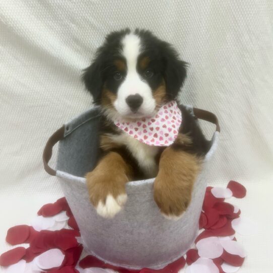 Bernese Mountain Dog DOG Male Tri-Colored 7049 Petland Pensacola, Florida