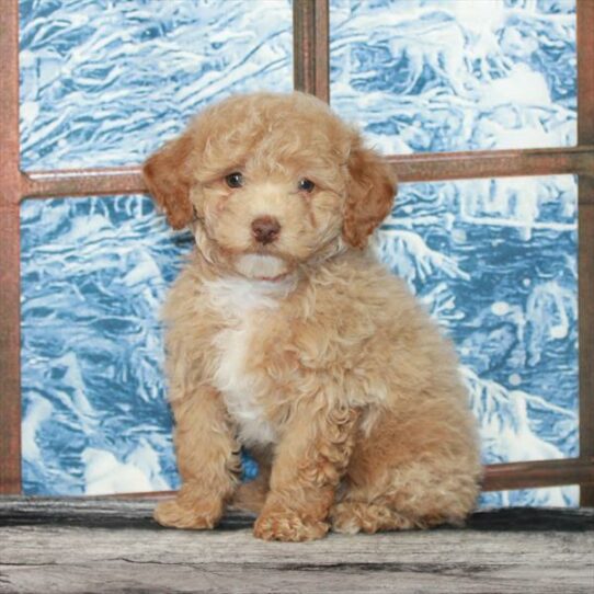 Poodle-DOG-Male-Red-7082-Petland Pensacola, Florida