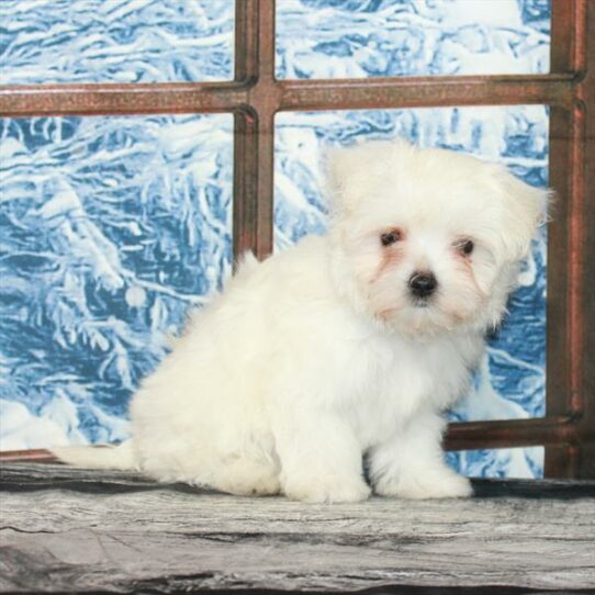 Maltese DOG Female White 7083 Petland Pensacola, Florida