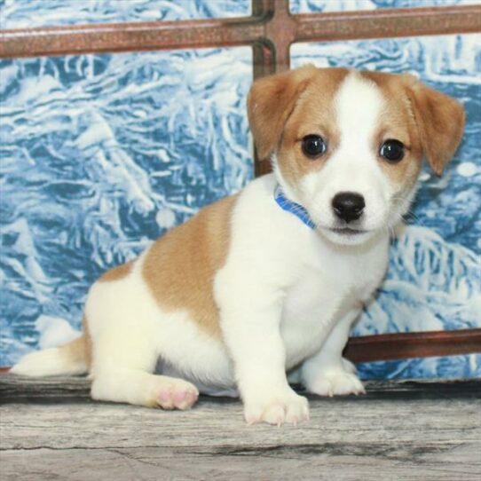 Jack Russell Terrier-DOG-Male-White / Red-7084-Petland Pensacola, Florida