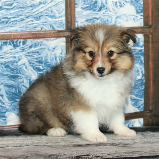 Shetland Sheepdog-DOG-Female-Sable / White-7085-Petland Pensacola, Florida