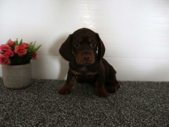 Dachshund/Cocker Spaniel-DOG-Male-Chocolate-7087-Petland Pensacola, Florida