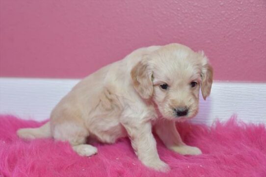 Mini Goldendoodle-DOG-Female-Cream-7089-Petland Pensacola, Florida