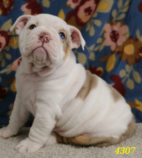 Victorian Bulldog-DOG-Female-White / Chocolate-7093-Petland Pensacola, Florida